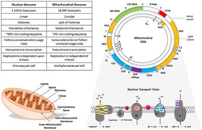 Frontiers | The Role Of Mitochondrial DNA Variation In Drug Response: A ...